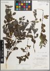 Foto von Salix myrsinifolia Salisb.
